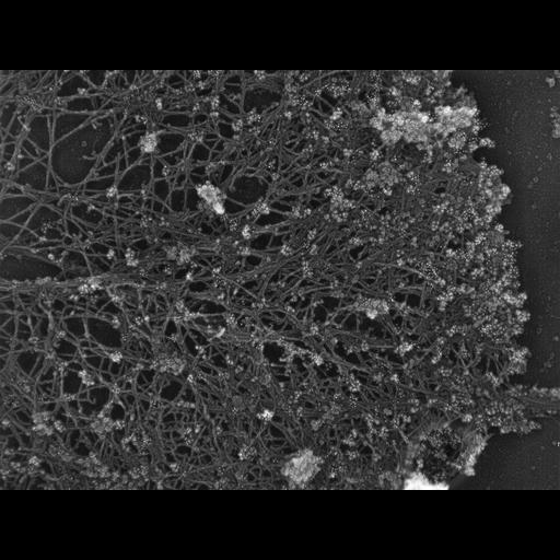  NCBI Organism:Xenopus laevis; Cell Types:fibroblast Cell Components:lamellipodium, actin cytoskeleton, ; Biological process:actin filament-based process