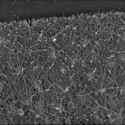  NCBI Organism:Xenopus laevis; Cell Components:lamellipodium, actin cytoskeleton; Biological process:, actin filament-based process;