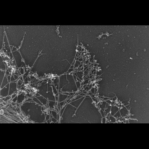  Cell Components:lamellipodium, actin cytoskeleton; Biological process:, ;