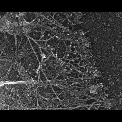  Cell Components:actin cytoskeleton Biological process:, , actin filament organization;