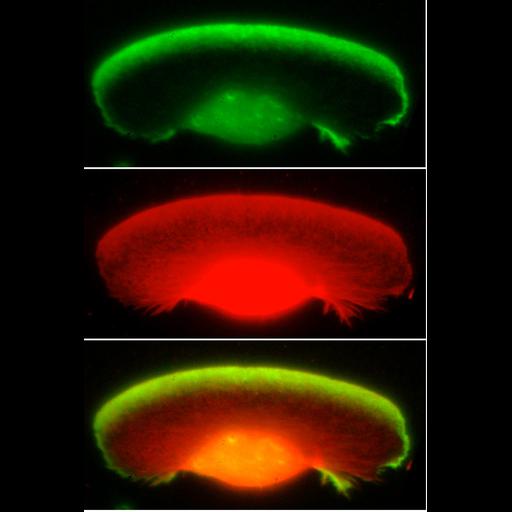  NCBI Organism:Xenopus laevis; Cell Components:lamellipodium, actin cytoskeleton; Biological process:cellular macromolecule localization