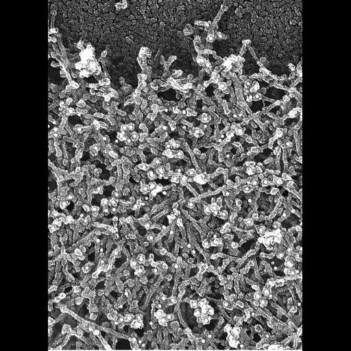  NCBI Organism:Xenopus laevis; Cell Components:lamellipodium, actin cytoskeleton; Biological process:cellular macromolecule localization