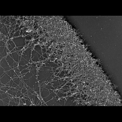  NCBI Organism:Xenopus laevis; Cell Components:lamellipodium, actin cytoskeleton; Biological process:actin filament organization