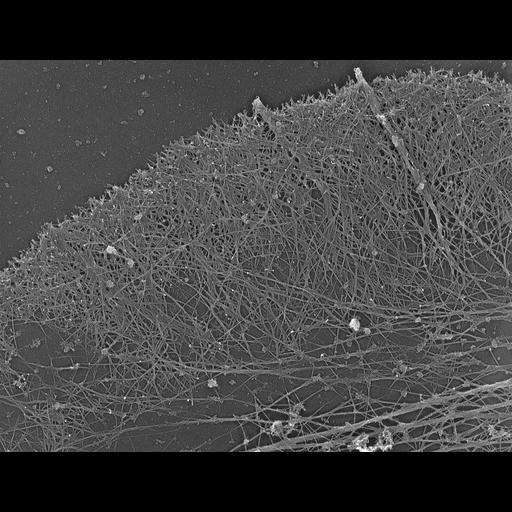  NCBI Organism:Xenopus laevis; Cell Types:fibroblast Cell Components:lamellipodium, actin cytoskeleton, filopodium; Biological process:cellular localization, actin filament organization;