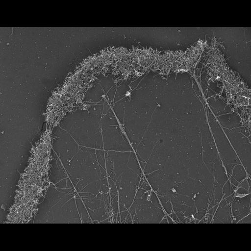  NCBI Organism:Xenopus laevis; Cell Types:fibroblast Cell Components:lamellipodium, actin cytoskeleton; Biological process:cellular localization