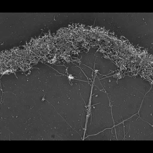  NCBI Organism:Xenopus laevis; Cell Components:lamellipodium, actin cytoskeleton; Biological process:cellular localization, actin filament-based process;