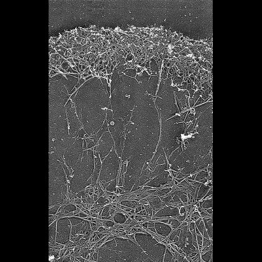  NCBI Organism:Xenopus laevis; Cell Components:actin cytoskeleton, lamellipodium; Biological process:, ;