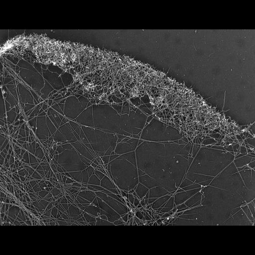  NCBI Organism:Xenopus laevis; Cell Types:fibroblast Cell Components:actin cytoskeleton, lamellipodium; Biological process:, , actin filament-based process;