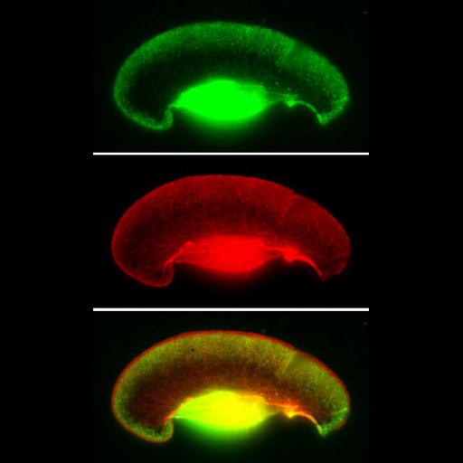  NCBI Organism:Xenopus laevis; Cell Components:lamellipodium, actin cytoskeleton, ; Biological process:cellular localization