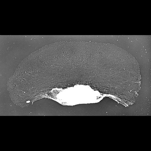  NCBI Organism:Xenopus laevis; Cell Components:lamellipodium, actin cytoskeleton, , ; Biological process:cellular localization, actin filament-based process;