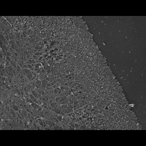  NCBI Organism:Xenopus laevis; Cell Components:lamellipodium, actin cytoskeleton, , ; Biological process:cellular localization, actin filament organization;