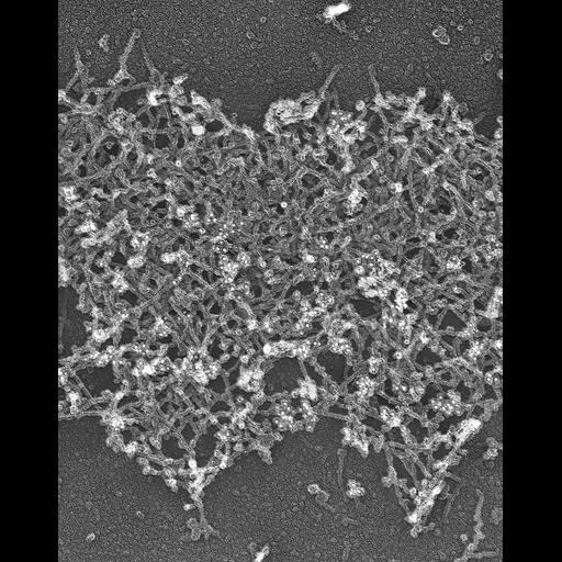  NCBI Organism:Xenopus laevis; Cell Components:lamellipodium, actin cytoskeleton, ; Biological process:cellular localization