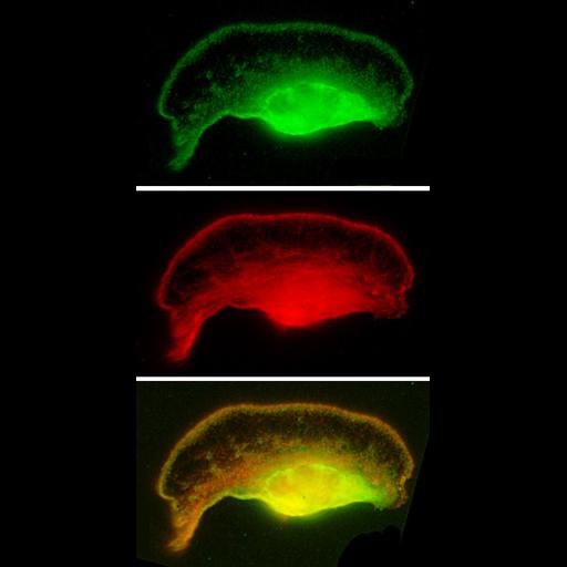  NCBI Organism:Xenopus laevis; Cell Components:lamellipodium, actin cytoskeleton, ; Biological process:, cellular localization;