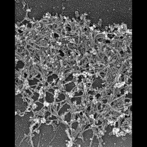  NCBI Organism:Xenopus laevis; Cell Components:lamellipodium, actin cytoskeleton, ; Biological process:cellular localization, ;