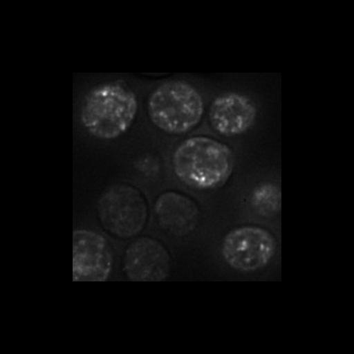  NCBI Organism:Saccharomyces cerevisiae S288c; Cell Components:Golgi apparatus, cytosol, extrinsic to membrane, nucleus, integral to endoplasmic reticulum membrane, integral to Golgi membrane, endoplasmic reticulum; Biological process:retrograde vesicle-mediated transport, Golgi to ER, protein localization in Golgi apparatus, protein transport, phosphatidylinositol dephosphorylation;