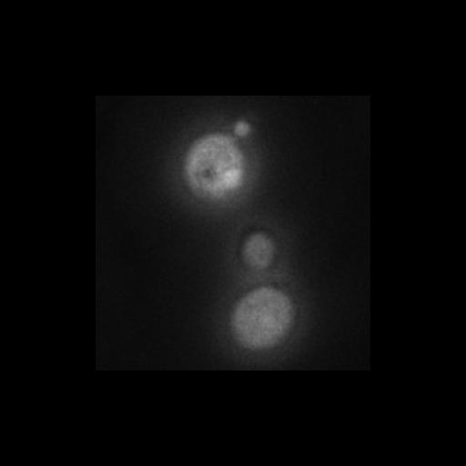  NCBI Organism:Saccharomyces cerevisiae S288c; Cell Components:Golgi apparatus, cytosol, extrinsic to membrane, nucleus, integral to endoplasmic reticulum membrane, integral to Golgi membrane; Biological process:retrograde vesicle-mediated transport, Golgi to ER, protein localization in Golgi apparatus, protein transport, phosphatidylinositol dephosphorylation;