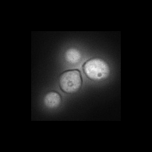  NCBI Organism:Saccharomyces cerevisiae S288c; Cell Components:Golgi apparatus, cytosol, extrinsic to membrane, nucleus, integral to endoplasmic reticulum membrane, integral to Golgi membrane; Biological process:retrograde vesicle-mediated transport, Golgi to ER, protein localization in Golgi apparatus, protein transport, phosphatidylinositol dephosphorylation;