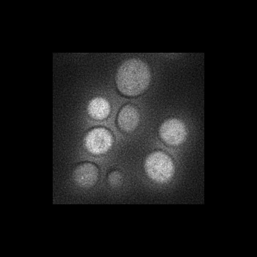  NCBI Organism:Saccharomyces cerevisiae S288c; Cell Components:Golgi apparatus, cytosol, extrinsic to membrane, nucleus, integral to endoplasmic reticulum membrane, integral to Golgi membrane; Biological process:retrograde vesicle-mediated transport, Golgi to ER, protein localization in Golgi apparatus, protein transport, phosphatidylinositol dephosphorylation;