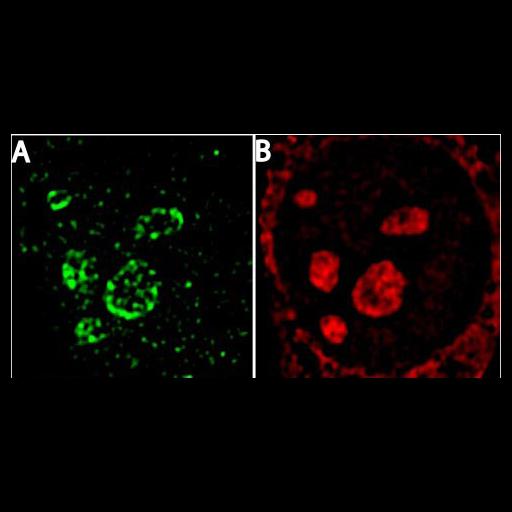  NCBI Organism:Mus musculus; Cell Types:fibroblast Cell Components:nucleolus Biological process:ribosome biogenesis, nucleus organization, RNA metabolic process, nucleolus organization;