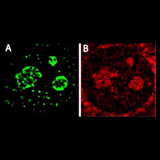  NCBI Organism:Mus musculus; Cell Types:fibroblast Cell Components:nucleolus Biological process:ribosome biogenesis, nucleus organization, RNA metabolic process, nucleolus organization;