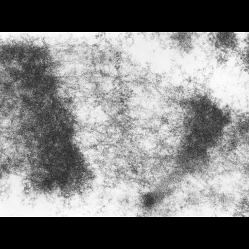  NCBI Organism:Drosophila melanogaster; Cell Types:fat body cell Cell Components:polytene chromosome