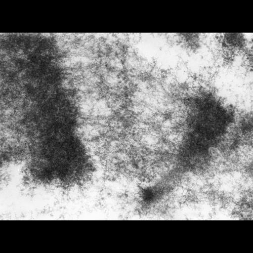  NCBI Organism:Drosophila melanogaster; Cell Types:fat body cell Cell Components:polytene chromosome