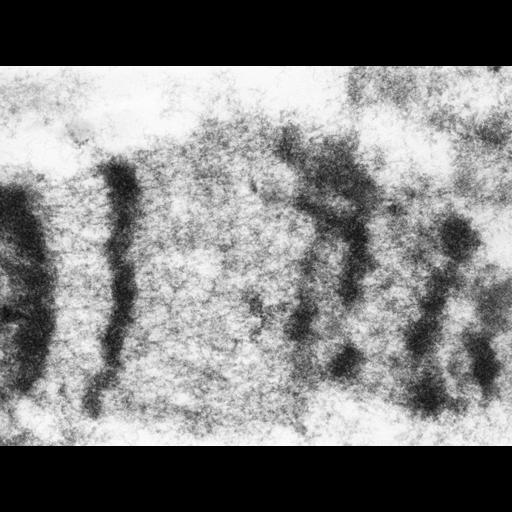  NCBI Organism:Drosophila melanogaster; Cell Types:fat body cell Cell Components:polytene chromosome Biological process:chromosome organization