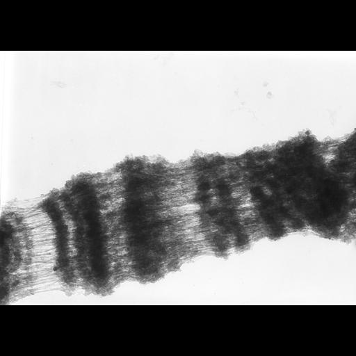  NCBI Organism:Drosophila melanogaster; Cell Types:fat body cell Cell Components:polytene chromosome Biological process:chromosome organization