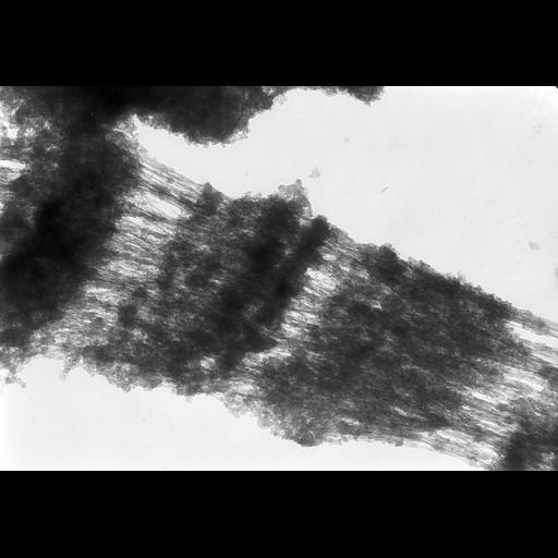  NCBI Organism:Drosophila melanogaster; Cell Types:fat body cell Cell Components:polytene chromosome