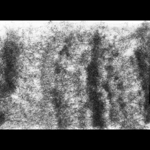  NCBI Organism:Drosophila melanogaster; Cell Types:fat body cell Cell Components:polytene chromosome