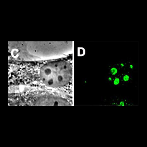  NCBI Organism:Mus musculus; Cell Types:fibroblast Cell Components:nucleolus, nucleus; Biological process:ribosome biogenesis, nucleus organization, RNA metabolic process, nucleolus organization;