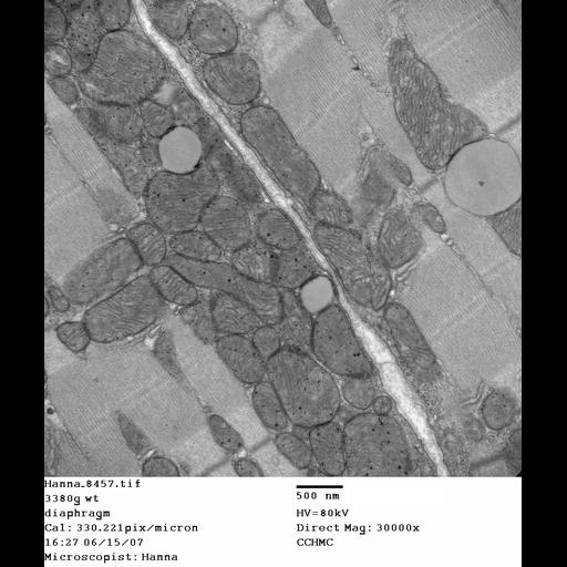  NCBI Organism:Mus musculus; Cell Types:skeletal muscle cell Cell Components:dystroglycan complex Biological process:plasma membrane organization