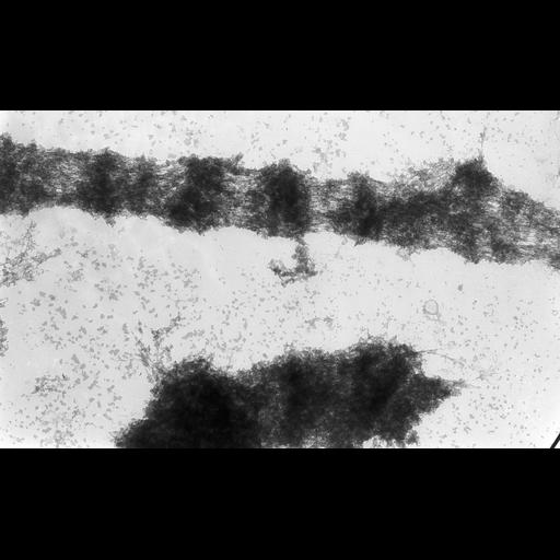  NCBI Organism:Drosophila melanogaster; Cell Types:fat body cell Cell Components:polytene chromosome