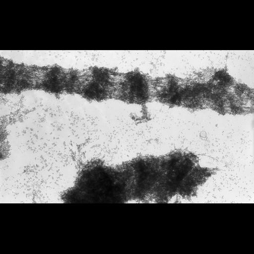  NCBI Organism:Drosophila melanogaster; Cell Types:fat body cell Cell Components:polytene chromosome