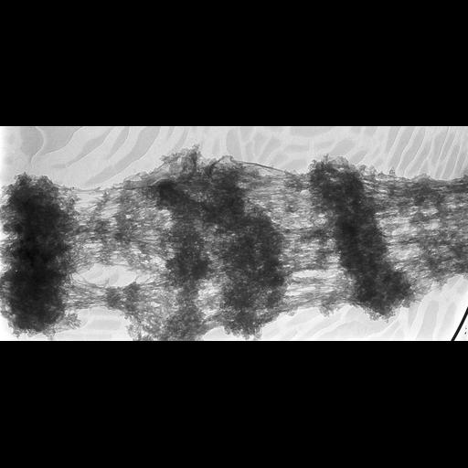  NCBI Organism:Drosophila melanogaster; Cell Types:fat body cell Cell Components:polytene chromosome