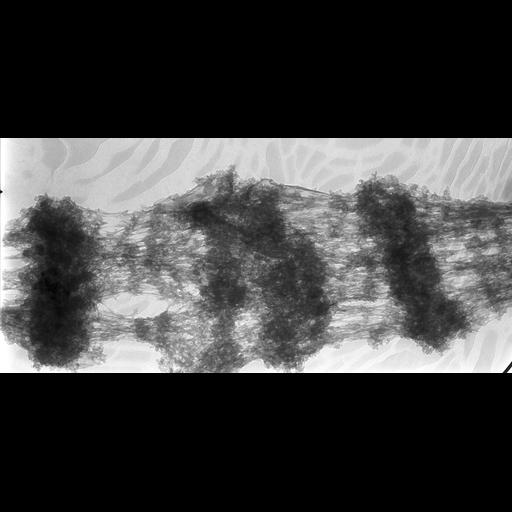  NCBI Organism:Drosophila melanogaster; Cell Types:fat body cell Cell Components:polytene chromosome