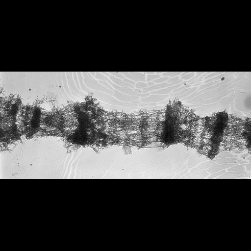  NCBI Organism:Drosophila melanogaster; Cell Types:fat body cell Cell Components:polytene chromosome