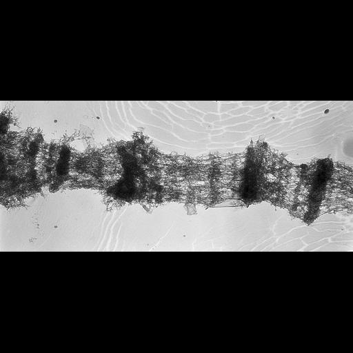  NCBI Organism:Drosophila melanogaster; Cell Types:fat body cell Cell Components:polytene chromosome