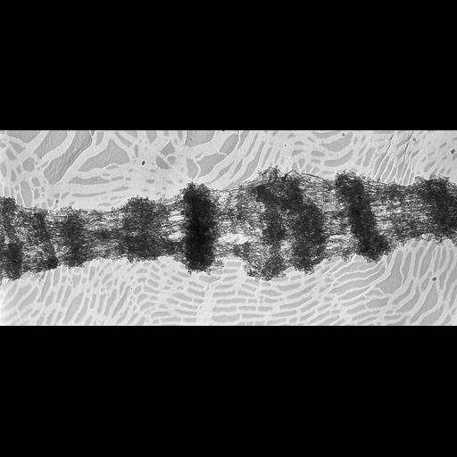  NCBI Organism:Drosophila melanogaster; Cell Types:fat body cell Cell Components:polytene chromosome