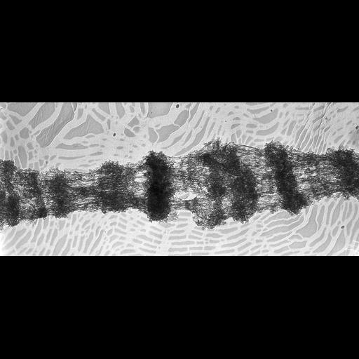  NCBI Organism:Drosophila melanogaster; Cell Types:fat body cell Cell Components:polytene chromosome