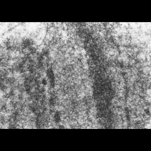  NCBI Organism:Drosophila melanogaster; Cell Components:polytene chromosome