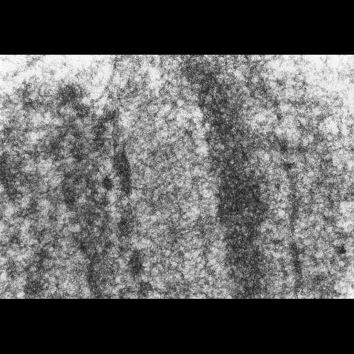  NCBI Organism:Drosophila melanogaster; Cell Components:polytene chromosome