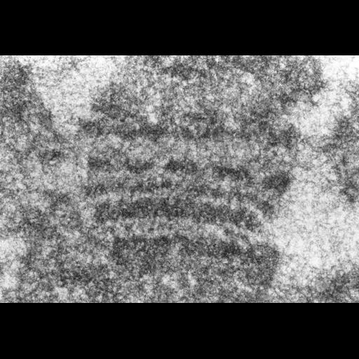  NCBI Organism:Drosophila melanogaster; Cell Components:polytene chromosome