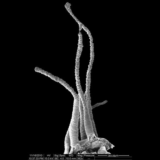  NCBI Organism:Hydra viridis; Cell Types:epithelial cell