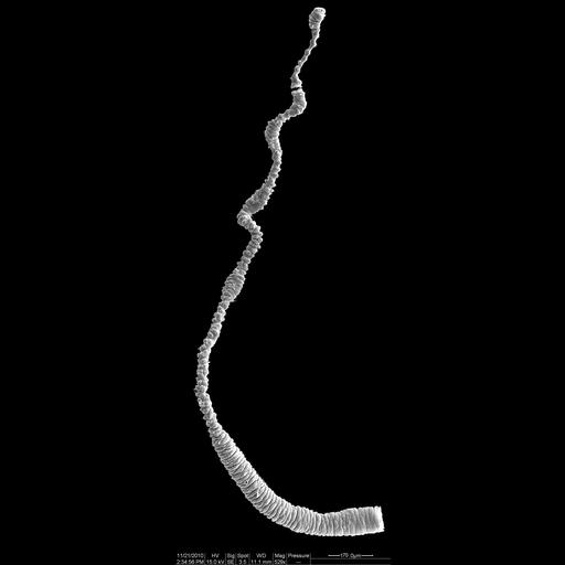  NCBI Organism:Hydra viridis; Cell Types:epithelial cell