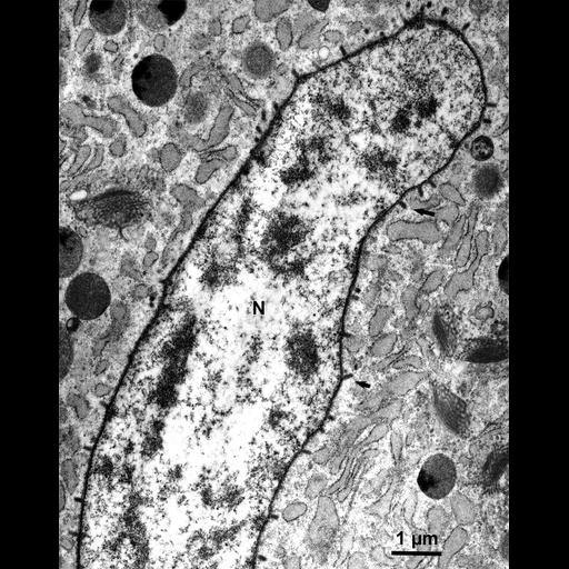  NCBI Organism:Maize mosaic virus, Peregrinus maidis, ; Cell Types:secretory cell Cell Components:nucleus, nuclear membrane, host cell perinuclear region of cytoplasm; Biological process:viral transmission by vector, interspecies interaction between organisms;