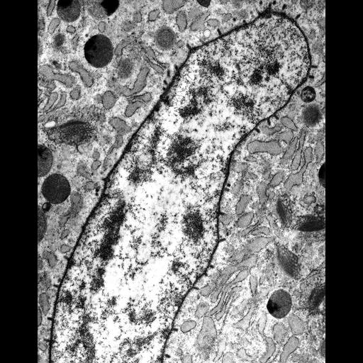  NCBI Organism:Maize mosaic virus, Peregrinus maidis, ; Cell Types:secretory cell Cell Components:nucleus, nuclear membrane, host cell perinuclear region of cytoplasm; Biological process:viral transmission by vector, interspecies interaction between organisms;