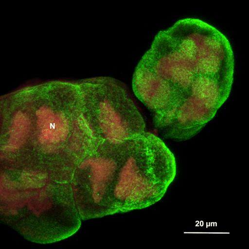  NCBI Organism:Maize mosaic virus, Peregrinus maidis, ; Cell Types:secretory cell Cell Components:nucleus, cell periphery; Biological process:viral transmission by vector