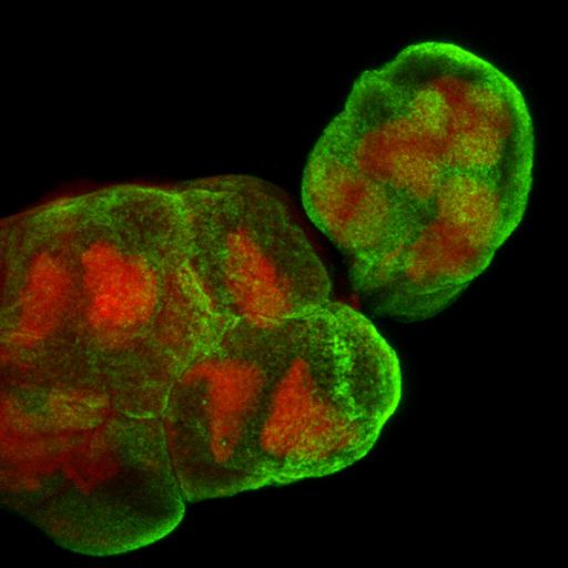  NCBI Organism:Maize mosaic virus, Peregrinus maidis, ; Cell Types:secretory cell Cell Components:nucleus, cell periphery; Biological process:viral transmission by vector