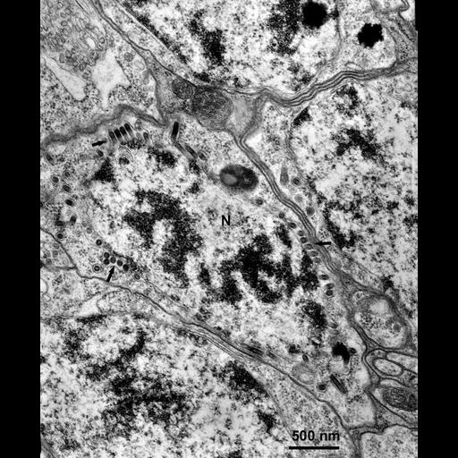  NCBI Organism:Maize mosaic virus, Peregrinus maidis, ; Cell Types:ganglion interneuron Cell Components:nucleus, nuclear membrane, host cell perinuclear region of cytoplasm; Biological process:viral transmission by vector, interspecies interaction between organisms;